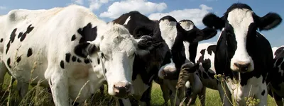 Ферма коров – как организовать успешный бизнес | Камчатгосплем