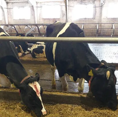 На ферме в Вуктыле от истощения погибли коровы | Комиинформ