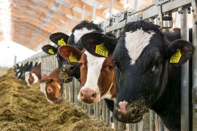 В пожаре на ферме в Техасе погибли 18 тыс. коров | ИА Красная Весна