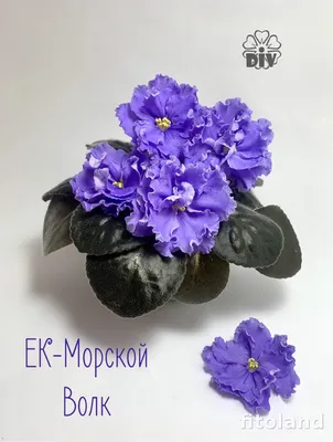 Фиалка ЕК-Морской Волк