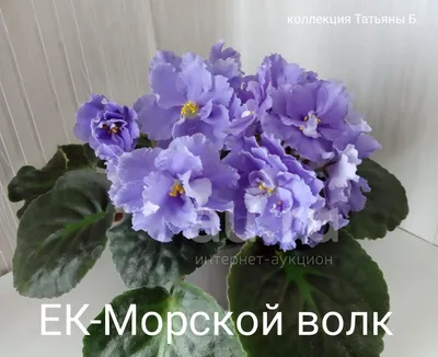 Moyasotka - Фиалка “Морской волк” – сорт особо крупными цветами  https://moyasotka.com/tsvety/komnatnye/fialka/sorta-fialok/morskoj-volk.html  | Facebook