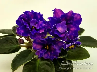 EK-Morskoi Volk (E. Korshunova). ЕК-Морской Волк. Large (7cm), double,  wavy, bright- blue stars. Green leaves. | Toronto Violets. Buy/for sale.