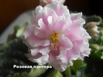 Семена петуния Русский огород Розовая пантера F1 703268 1 уп. - отзывы  покупателей на Мегамаркет
