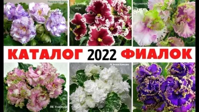 🌺 ФИАЛКИ на 2022 год ☑️ КАТАЛОГ моих СОРТОВ - YouTube