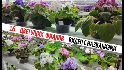 🌺 ФИАЛКИ ✓ 17 ЦВЕТУЩИХ СОРТОВ с названиями из моей коллекции ✓ СЕРИЯ 3 -  YouTube