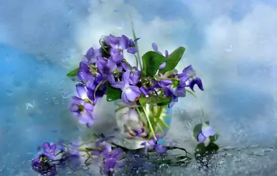 Обои стекло, цветы, фон, дождь, капли на стекле, фиалки в вазе картинки на  рабочий стол, раздел цветы - скачать