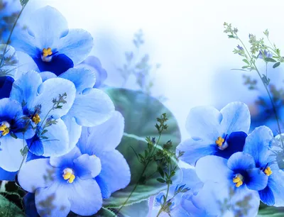 Фотографии Голубой Фиалки цветок