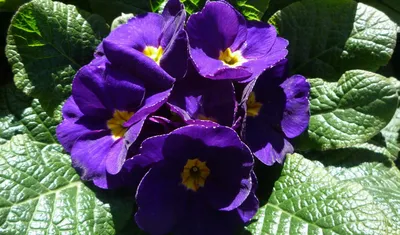 Обои цветы, фиолетовый, фиалки, раздел Цветы, размер 1920x1440 - скачать  бесплатно картинку на рабочий стол и телефон