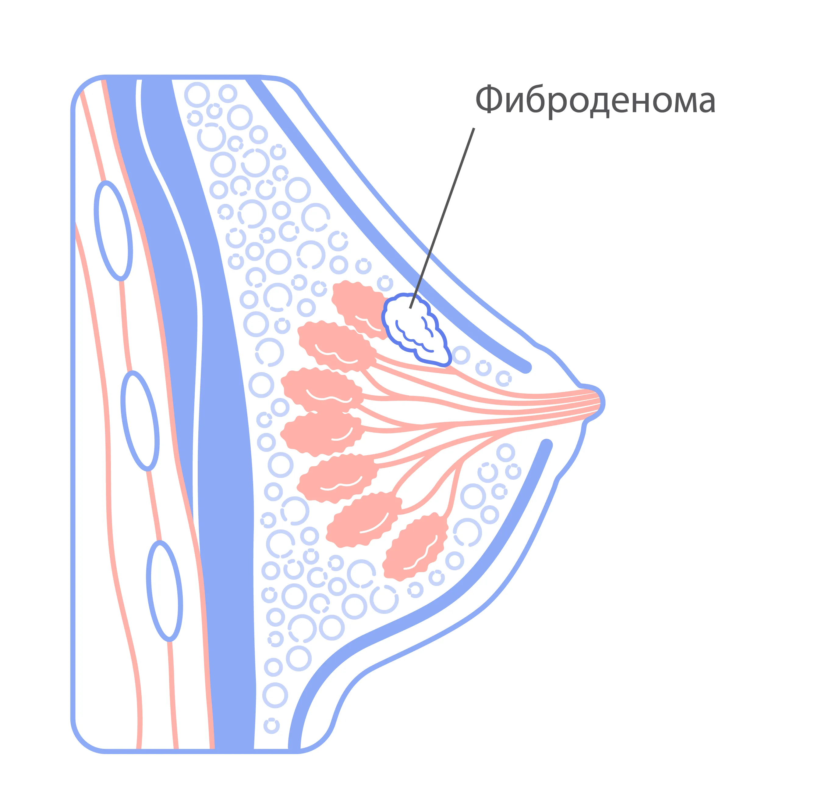 Образование молочных желез