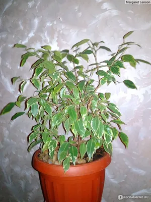 Фикус Али! Красивое,комнатное растение. Неприхотливое. В: 1400 KGS ➤ Фикусы  | Манас | 90631799 ᐈ lalafo.kg