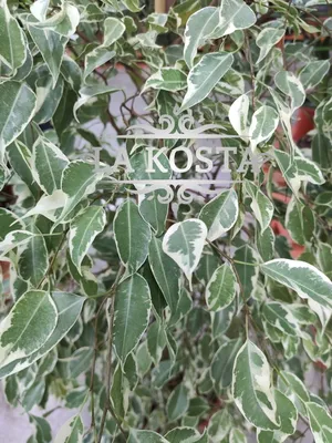 Фикус Бенджамина де Гантель Вариегатный ficus #фикусы #фикусбенджамина # фикус - YouTube