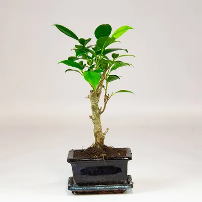 Вертикордия — Фикус притупленный сорт \"Панда\" (Ficus retusa cv. Panda)