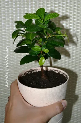 Фикус Панда (Ficus Panda): 550 грн. - Комнатные растения Киев на Olx