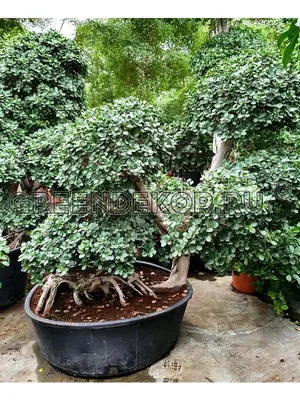 Фикус Панда (Ficus Panda): цена 550 грн - купить Комнатные растения на ИЗИ  | Киев