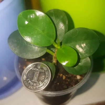 Вертикордия — Фикус притупленный сорт \"Панда\" (Ficus retusa cv. Panda)