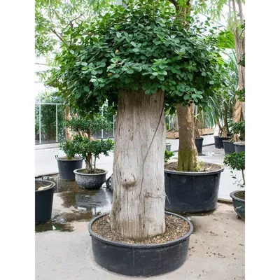 Фикус Панда (Ficus Panda): 550 грн. - Комнатные растения Киев на Olx