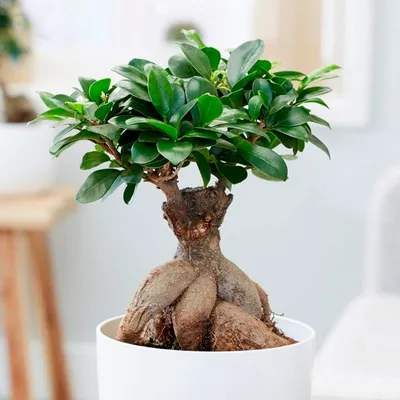 Купить Фикус Панда - Ficus benjamina panda (MORACEAE) - SMS Marmara Group