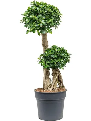 Вертикордия — Фикус притупленный сорт \"Панда\" (Ficus retusa cv. Panda)