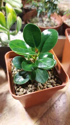 Фикус Панда (Ficus Panda): 550 грн. - Комнатные растения Киев на Olx