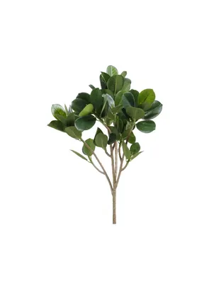 Фикус Панда (Ficus Panda): 550 грн. - Комнатные растения Киев на Olx