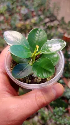 Форма клетки фикуса Форма бутылки фикуса Уникальная форма Ficus Microcarpa  с красивым горшком - производители и поставщики |Ноэн