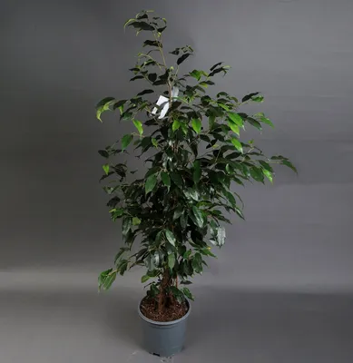 Фикус Панда (Ficus Panda): 550 грн. - Комнатные растения Киев на Olx