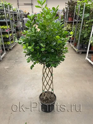 Фикус Гинсенг Микрокарпа Ficus Ginseng Microcarpa, 9*30см купить, цена в  Киеве, Львове, Одессе | Magic Gardens