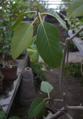 Коллекции растений ЦСБС СО РАН - Ficus altissima Blume – Фикус высочайший