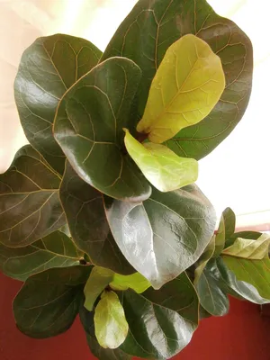 Фикус - самое подходящее растение для офиса, комнаты, зимнего сада