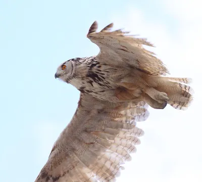 Филин (Bubo bubo)