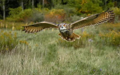 Филин (Bubo bubo)