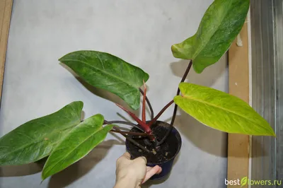 Philodendron Medisa | Philodendron plant, Philadendron plant, Plants