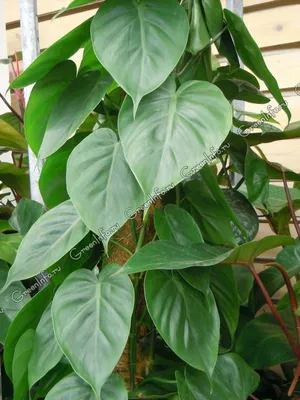 Филодендрон (Philodendron) | Страница 16