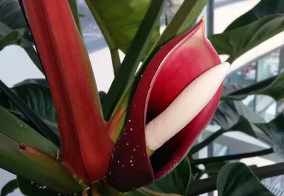 Philodendron Congo Red - which plant to choose for the house. - YouTube