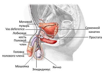 Фимоз и парафимоз | zdrav.kz