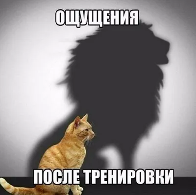 Молодая Здоровая Йога Фитнес Акробатическая Пара Весело Провести Время В  Тренажерном Зале Выполнения И Практикующих Смешные Акробат Пред — стоковые  фотографии и другие картинки Йога - iStock