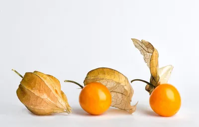 Обои ягоды, семена, плоды, белый фон, оранжевые, физалис картинки на  рабочий стол, раздел макро - скачать