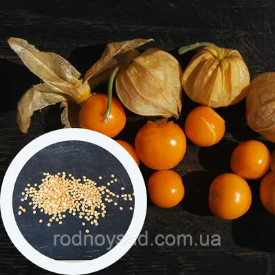 Физалис перуанский семена 50 шт (перуанская вишня) + инструкции: продажа,  цена в Запорожской области. Семена и рассада овощных культур от \