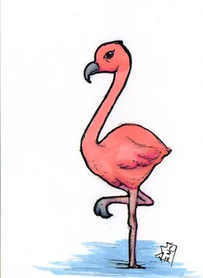 Фламинго для срисовки фото