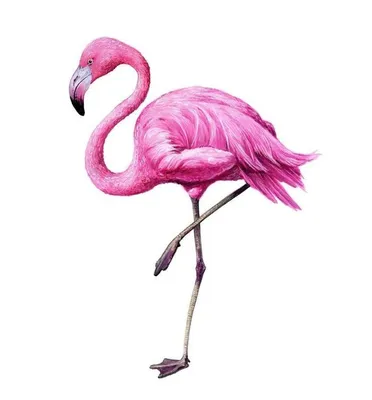 Картинки фламинго для срисовки цветными карандашами и красками. | Фламинго,  Птички, Розовые фламинго