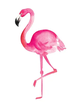 You're perfect the Way you are! | Фламинго, Акварельные иллюстрации, Легкие  рисунки