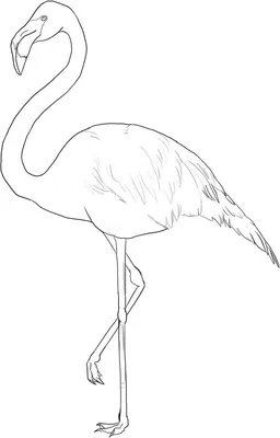 Tattoo Ideas | Flamingo art, Bird art, Flamingo coloring page