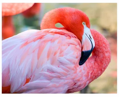 Картина полотно на подрамнике с текстурным принтом (30*40 см) Flamingo】-  Купить с Доставкой по Украине | Zorrov®️