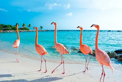 Фламинго на пляже фото