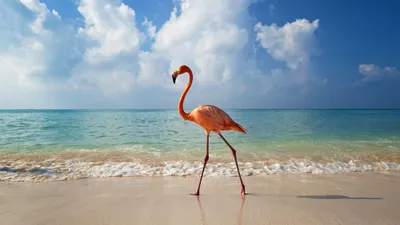 Planetabilet ПутеШествуйте с нами - Пляж Фламинго на острове Аруба🇦🇼 ⠀  🔹Остров расположен на юге Карибского моря вблизи берегов Венесуэлы. Самый  западный среди Малых Антильских островов. Является субъектом федерации в  составе Королевства
