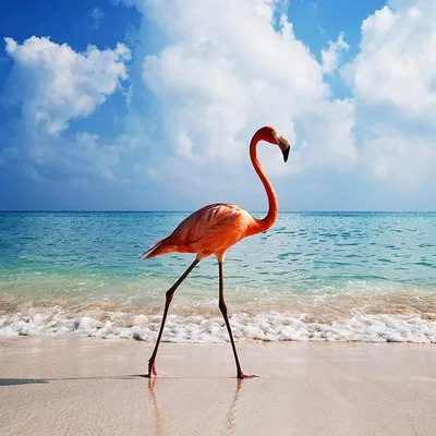 Фламинго На Пляже — стоковые фотографии и другие картинки Аруба - Аруба,  Пляж, Фламинго - iStock