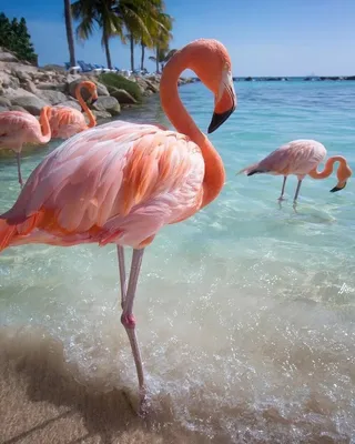 Пляж фламинго « FotoRelax | Island beach, Caribbean islands, Favorite places