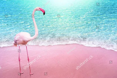 АРУБА - розовые фламинго, пляжи и игуаны: голландские Карибы | Анна Синица  - Рим и Италия | Дзен