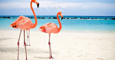 Пляж фламинго | FotoRelax | Фламинго, Пляж, Фламинго обои