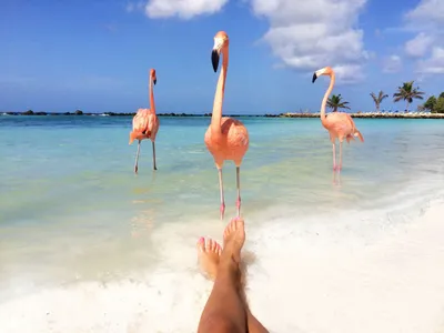 Один фламинго на пляже стоковое изображение. изображение насчитывающей нога  - 81189529